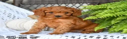 Cavapoo dogs for sale: Adam - Ad 1