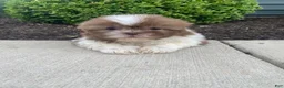 Shih Tzu dogs for sale: Hazel - Ad 11