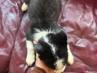 Siberian Husky dogs Siberian Husky Puppy 1 - Ad 35