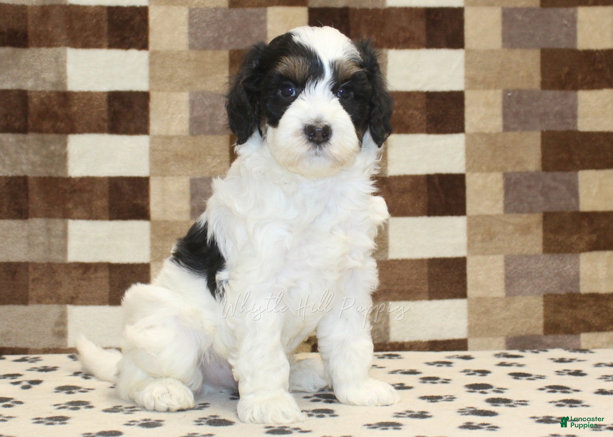 Mini Bernedoodle dogs Louie - Ad 1