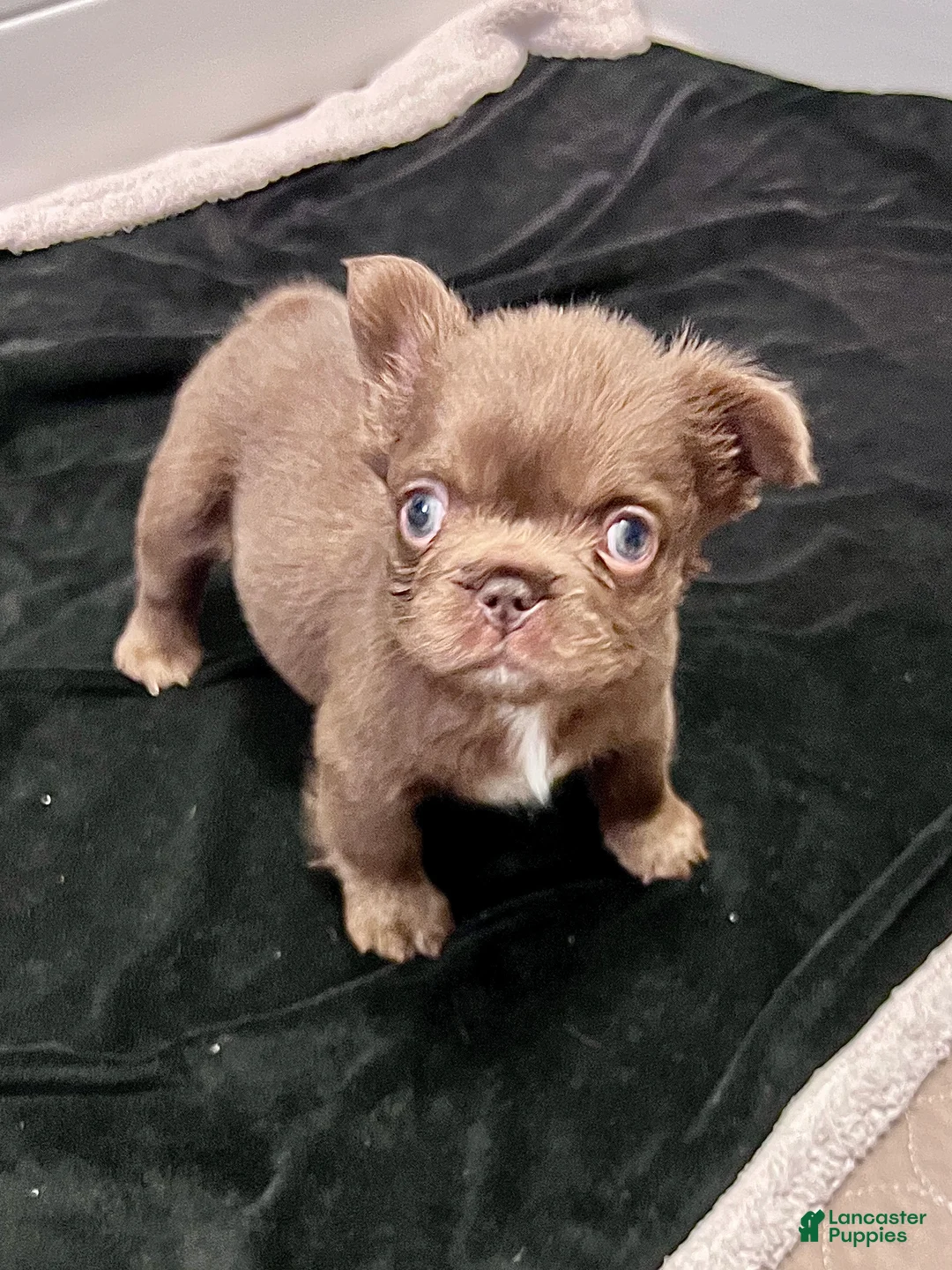 French Bulldog dogs for sale: Brownie - Ad 5