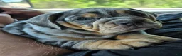 Beabull dogs for sale: Josie  - Ad 1