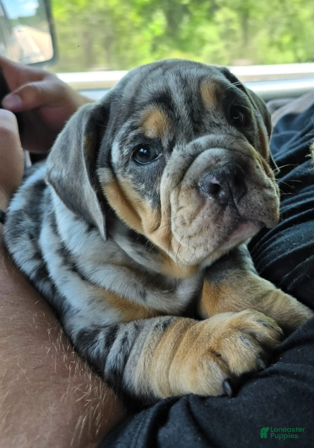 Beabull dogs for sale: Josie  - Ad 1