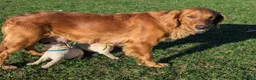 Golden Retriever dogs for sale: Cedar - Ad 2