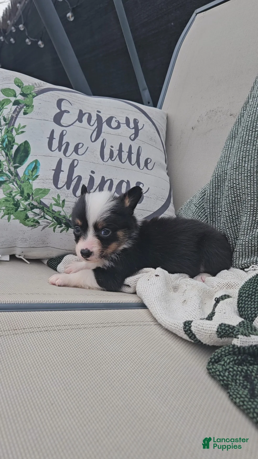 Mixed Breed dogs for sale: Roxy - Ad 3