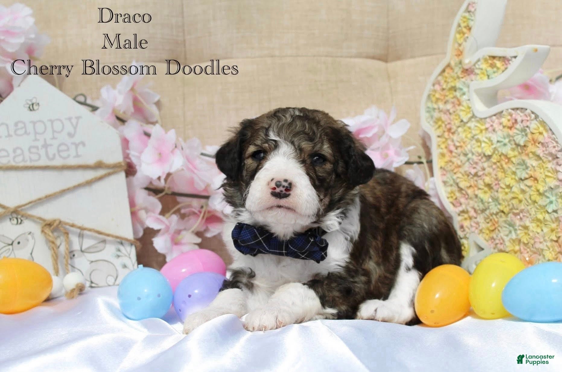 Bordoodle dogs Draco - Ad 3