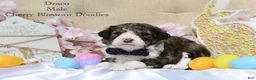 Bordoodle dogs for sale: Draco - Ad 3