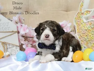 Bordoodle dogs Draco - Ad 3