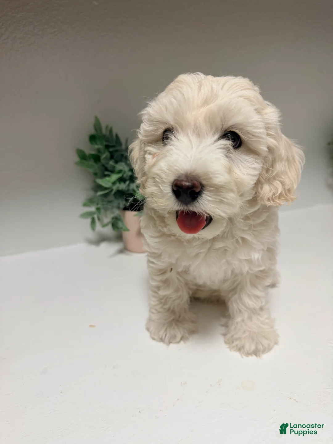 Maltipoo dogs for sale: Maltipoo 1 - Ad 2