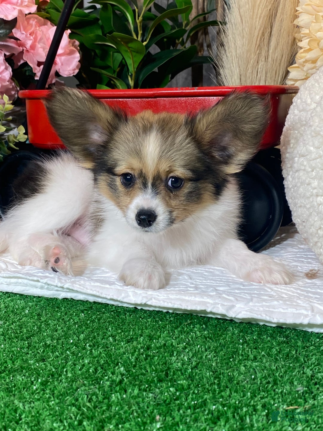 Papillon dogs for sale: Rascal  - Ad 4