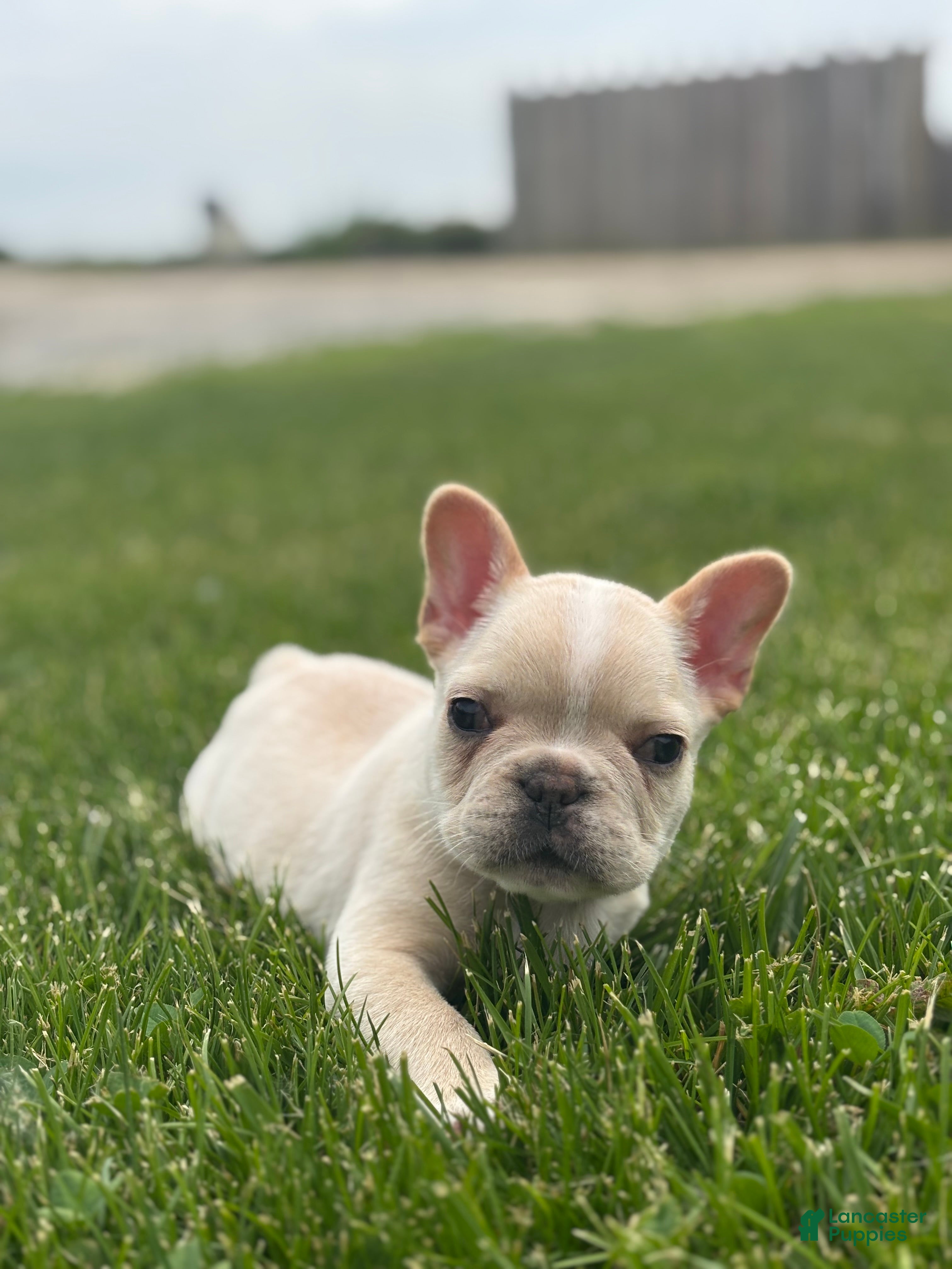 French Bulldog dogs Evan - Ad 1