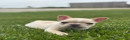 French Bulldog dogs for sale: Evan - Ad 1