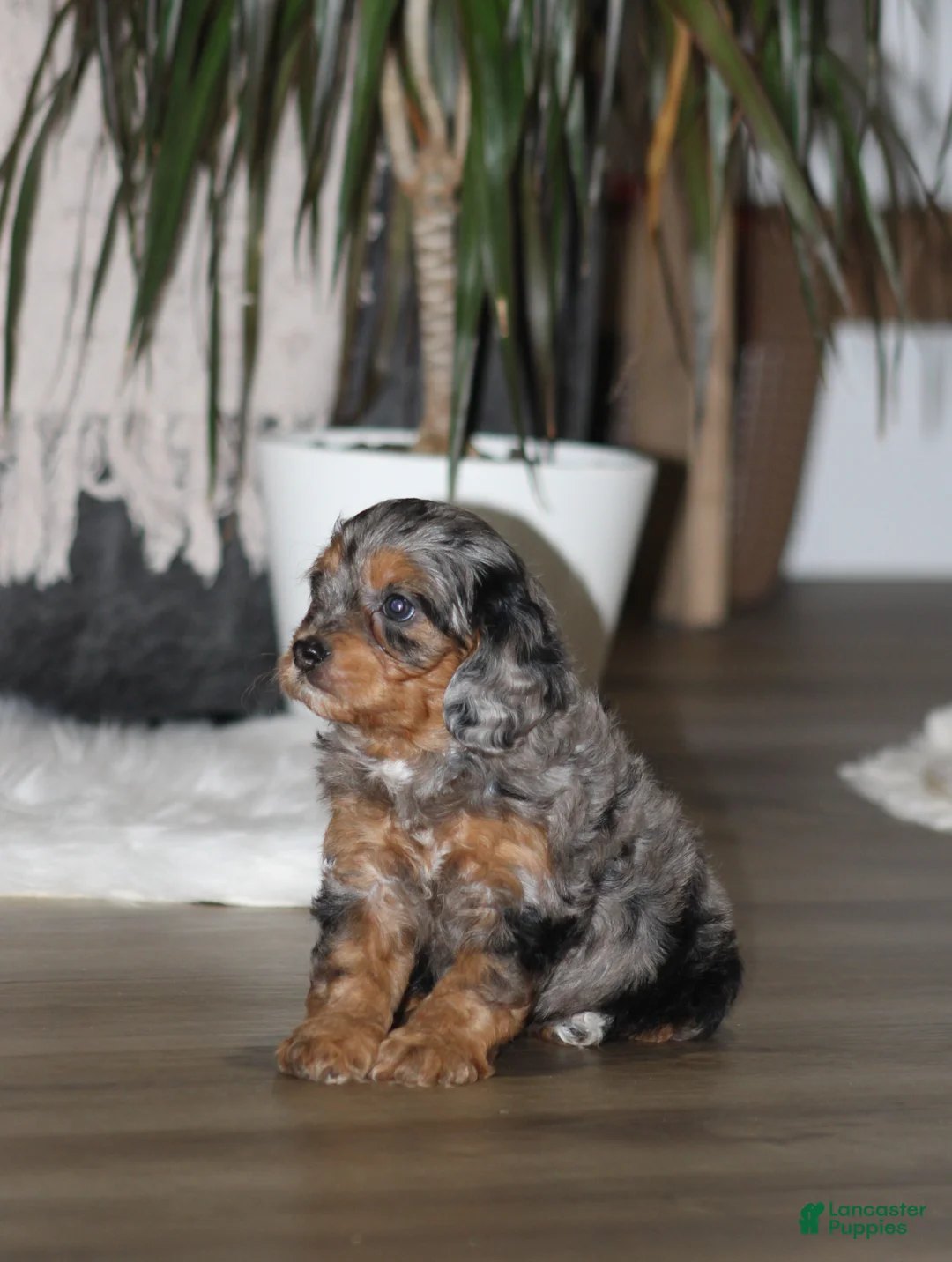 Cavapoo dogs for sale: Cody - Ad 2