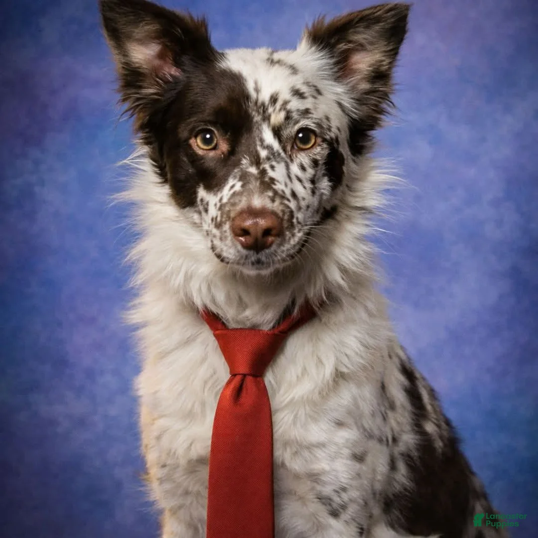 Mixed Breed dogs for sale: Thumper - Ad 2