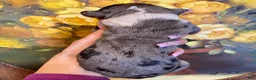 Great Dane dogs for sale: Obisidian Wildfire Cinder - Ad 4
