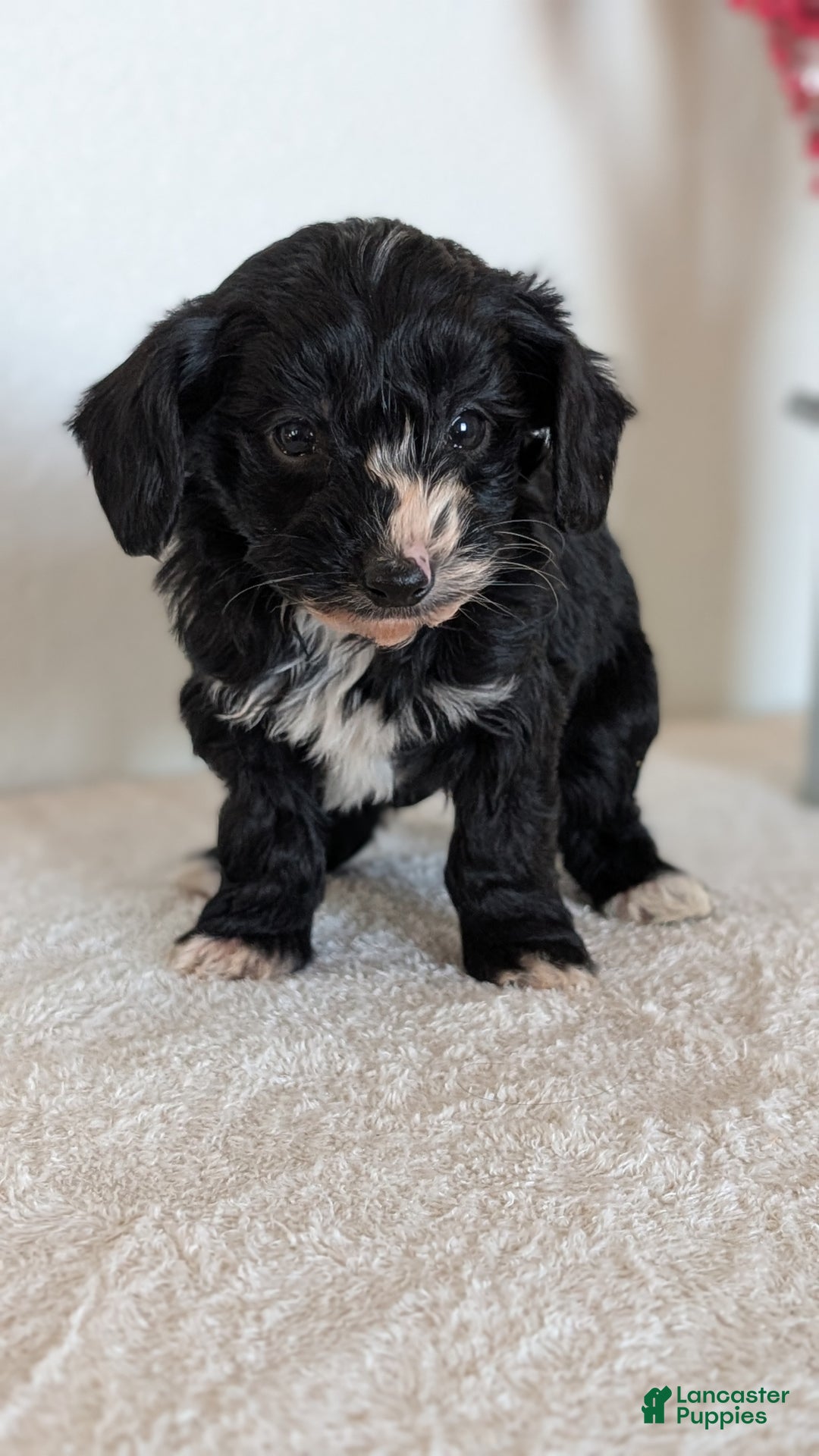 Mini Bernedoodle dogs for sale: Vern - Ad 2