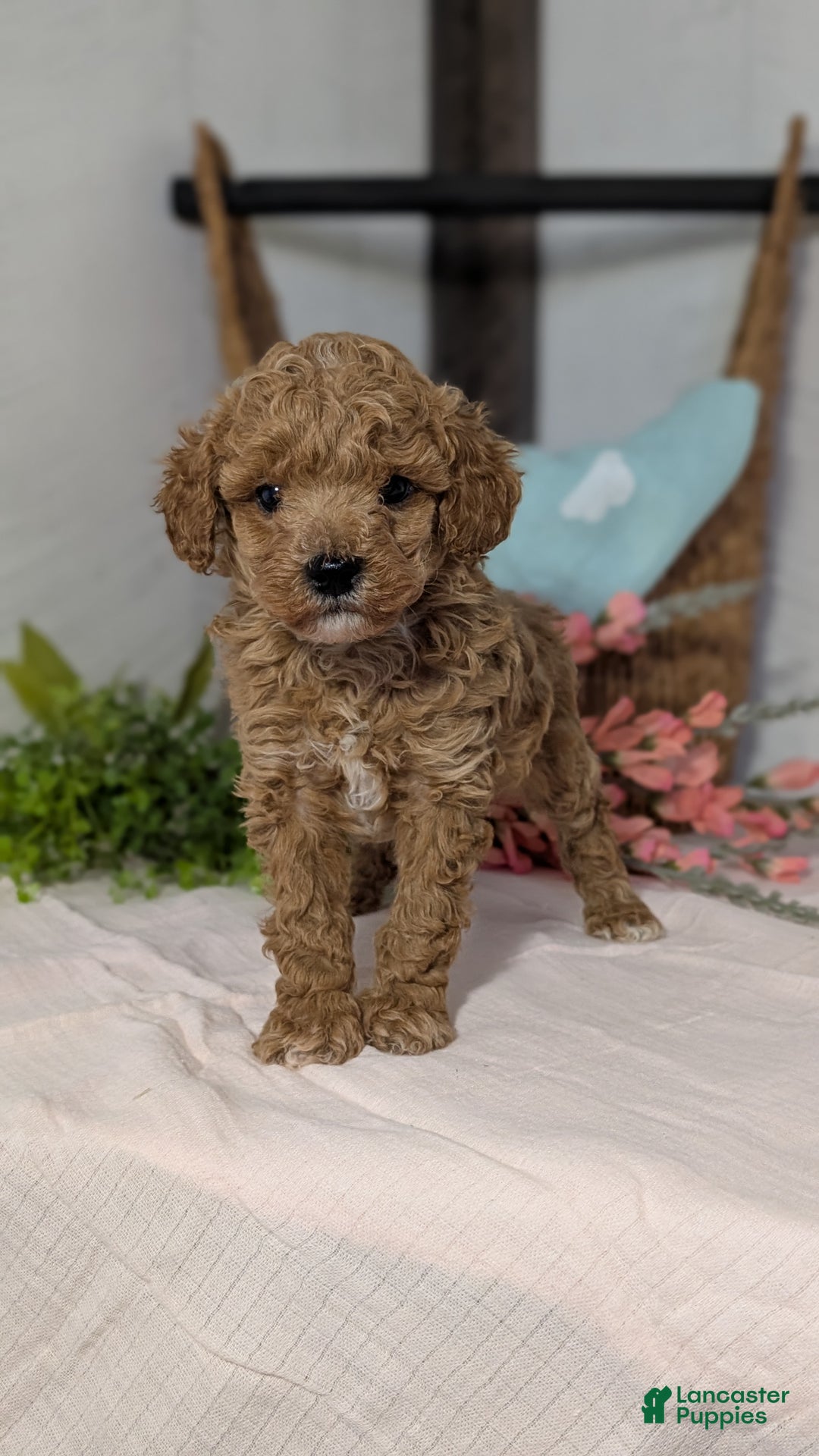 Miniature Poodle dogs for sale: Zion - Ad 8