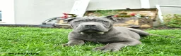 Cane Corso dogs for sale: Dexter  - Ad 5