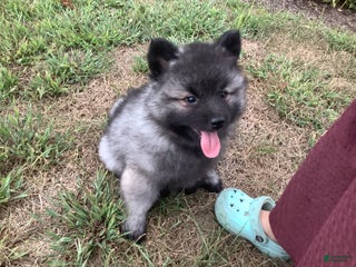 Keeshond dogs - Ad 8
