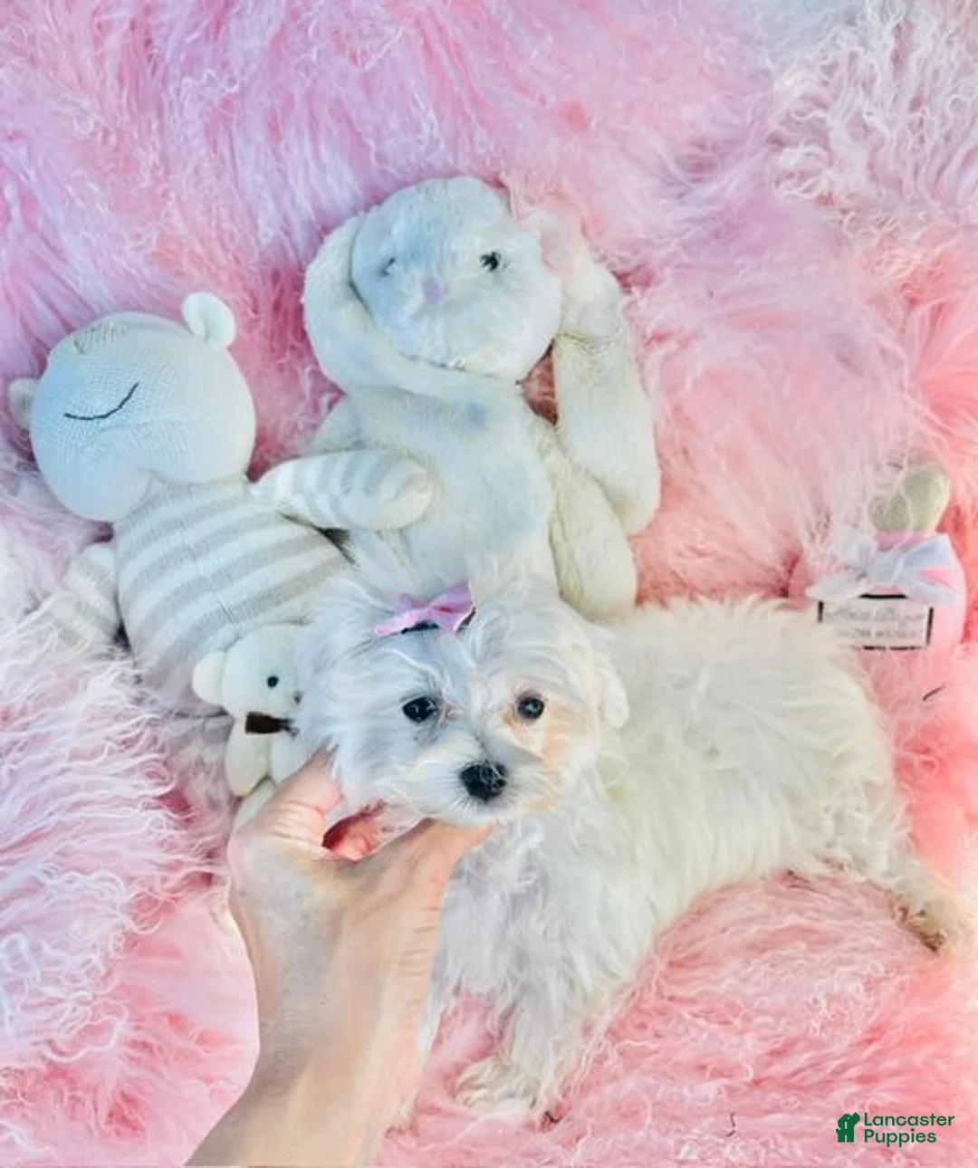 Maltese dogs for sale: Maltese 1 - Ad 3