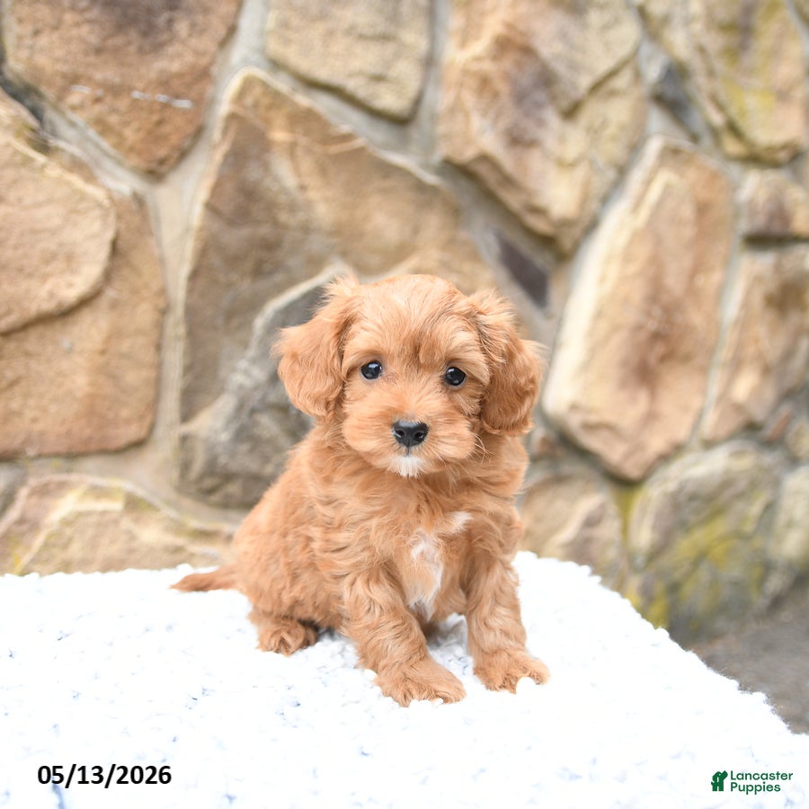 Cavapoo dogs Marigold - Ad 1
