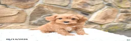 Cavapoo dogs for sale: Marigold - Ad 1