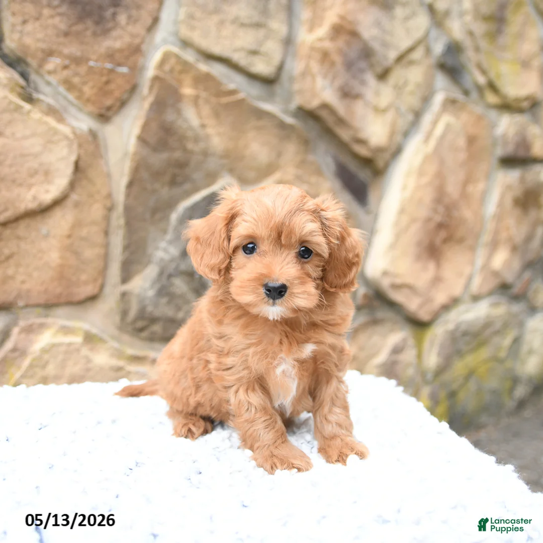Cavapoo dogs for sale: Marigold - Ad 1