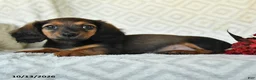 Miniature Dachshund dogs for sale: Dolly - Ad 4