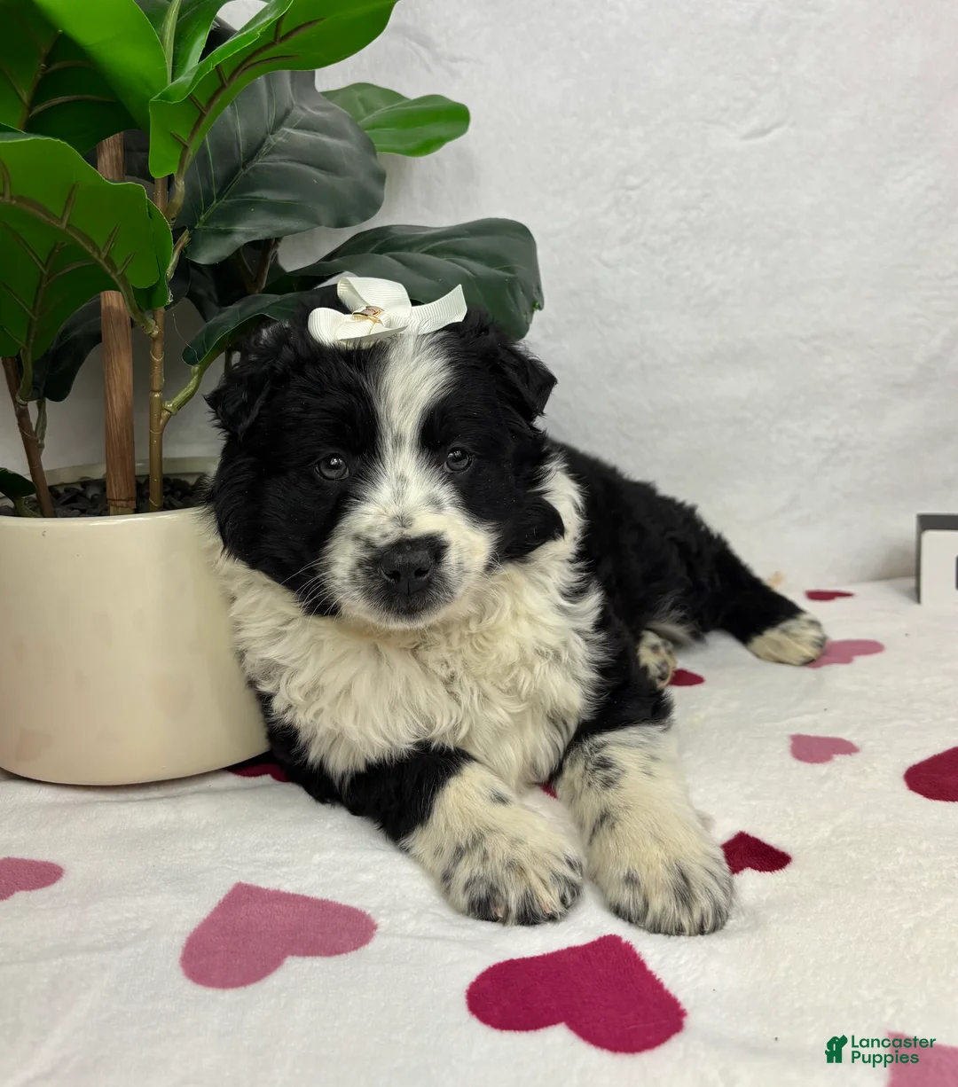 Mixed Breed dogs for sale: Millie - Ad 3