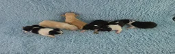 Chihuahua dogs for sale: AKC Masie  - Ad 13