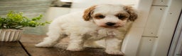 Miniature Poodle dogs for sale: Rozz - Ad 2