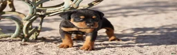 Rottweiler dogs for sale: Rott F2 - Ad 2