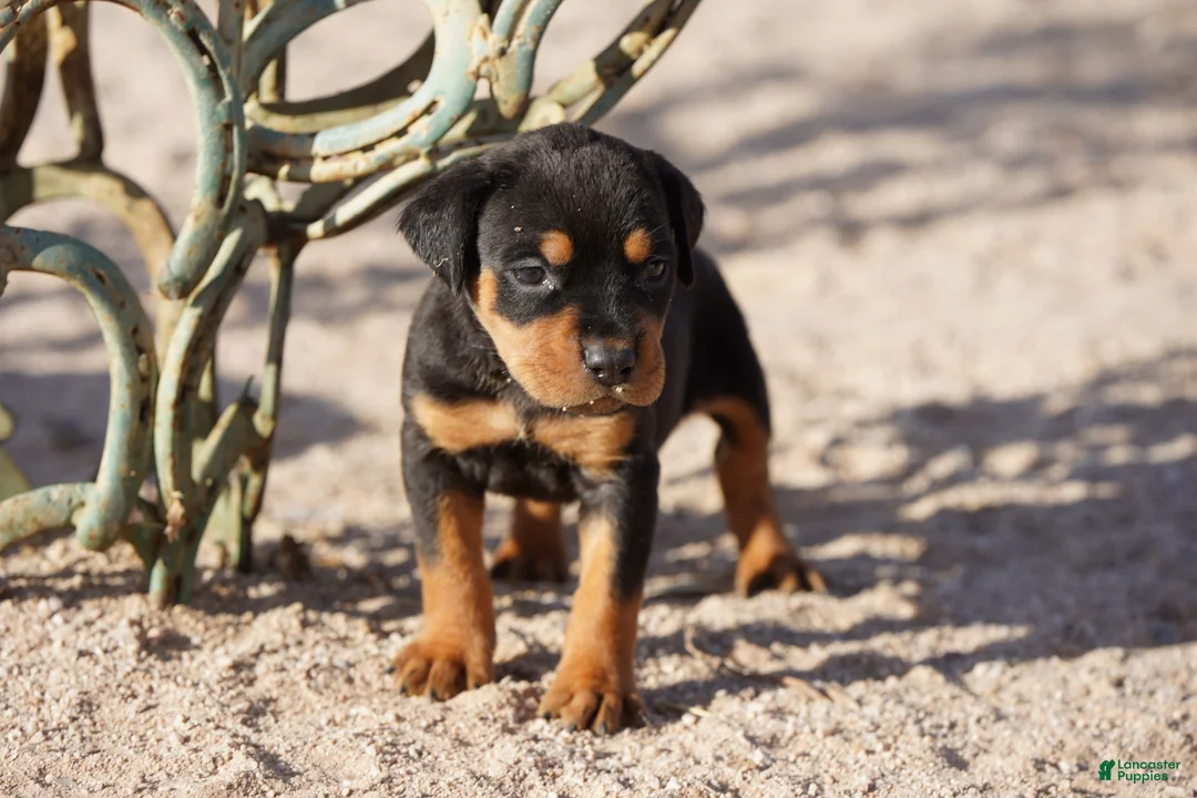 Rottweiler dogs for sale: Rott F2 - Ad 2