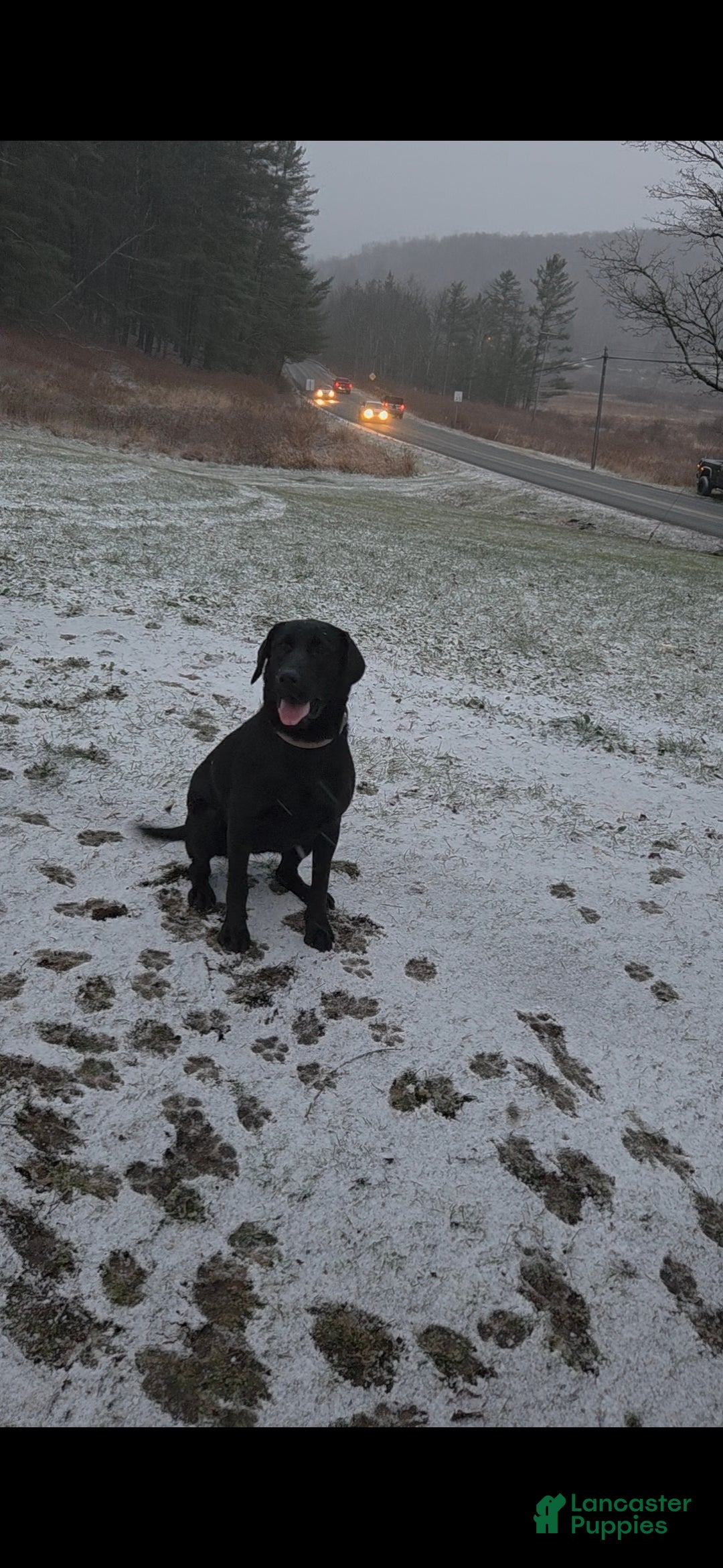 Labrador Retriever dogs for sale: Labrador Retriever Puppy 1 - Ad 1