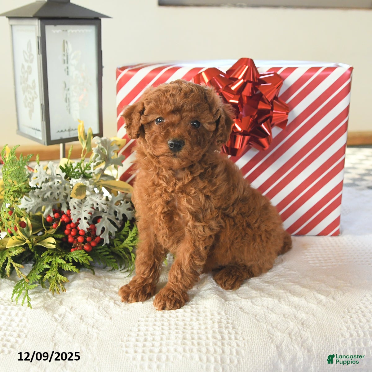 Miniature Poodle dogs Sterling - Ad 32