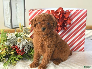Miniature Poodle dogs Sterling - Ad 34