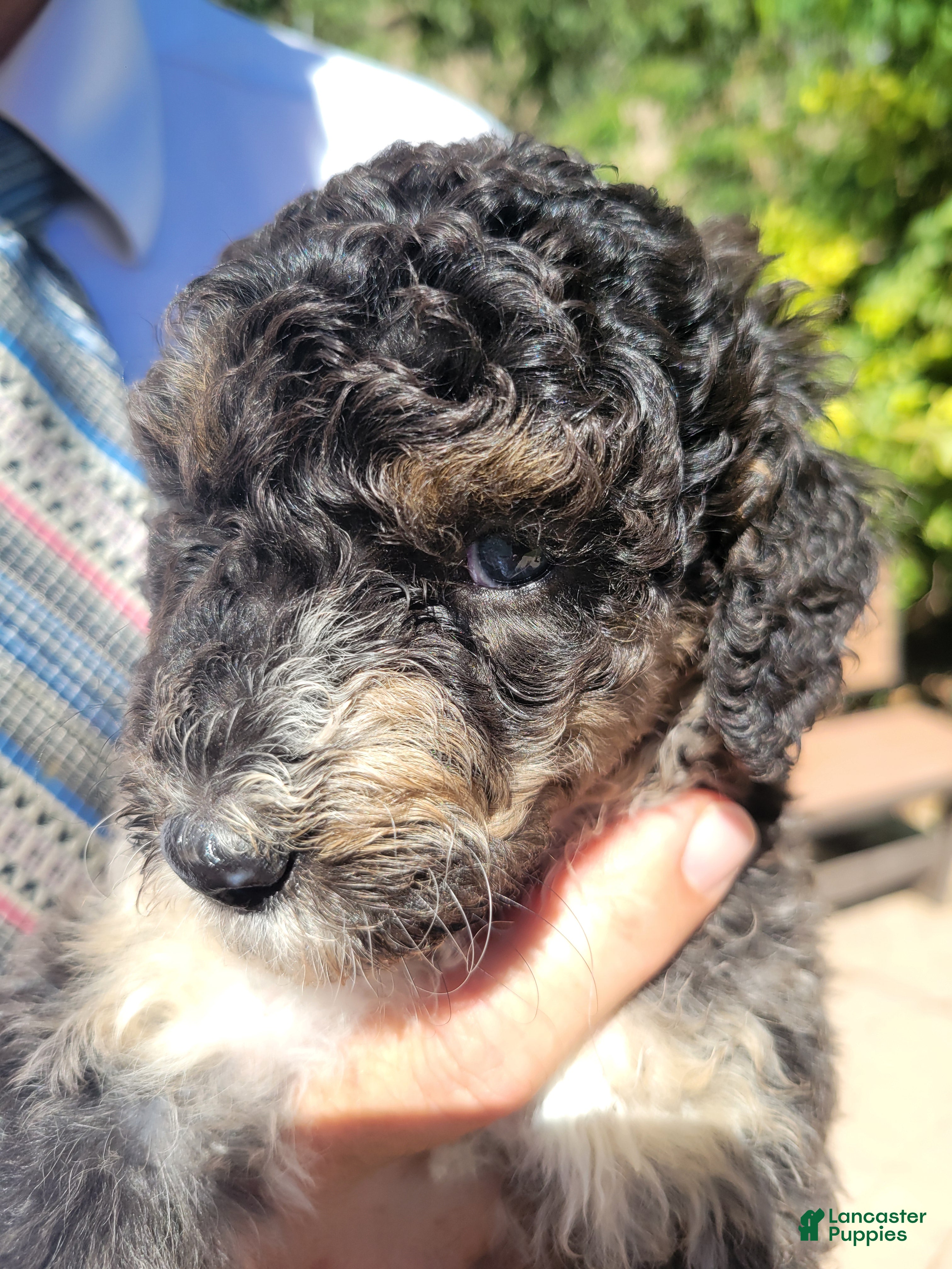 Aussiedoodle dogs for sale: Aussiedoodle Fuana - Ad 13