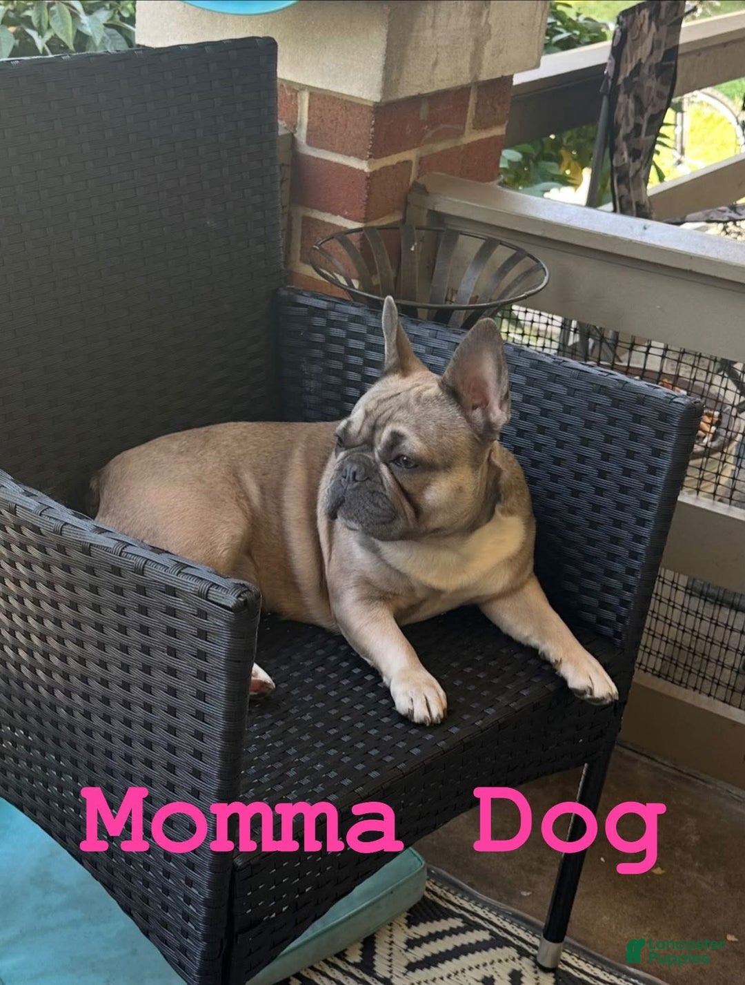 French Bulldog dogs for sale: Boss - Ad 11