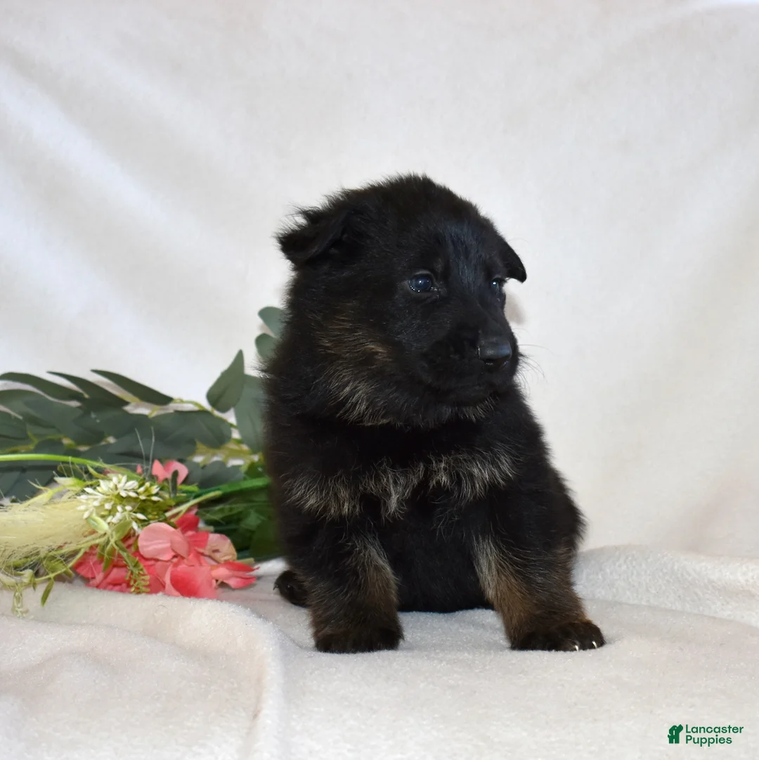 German Shepherd dogs for sale: Sky - Ad 6
