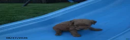 Yorkiepoo dogs for sale: George - Ad 5
