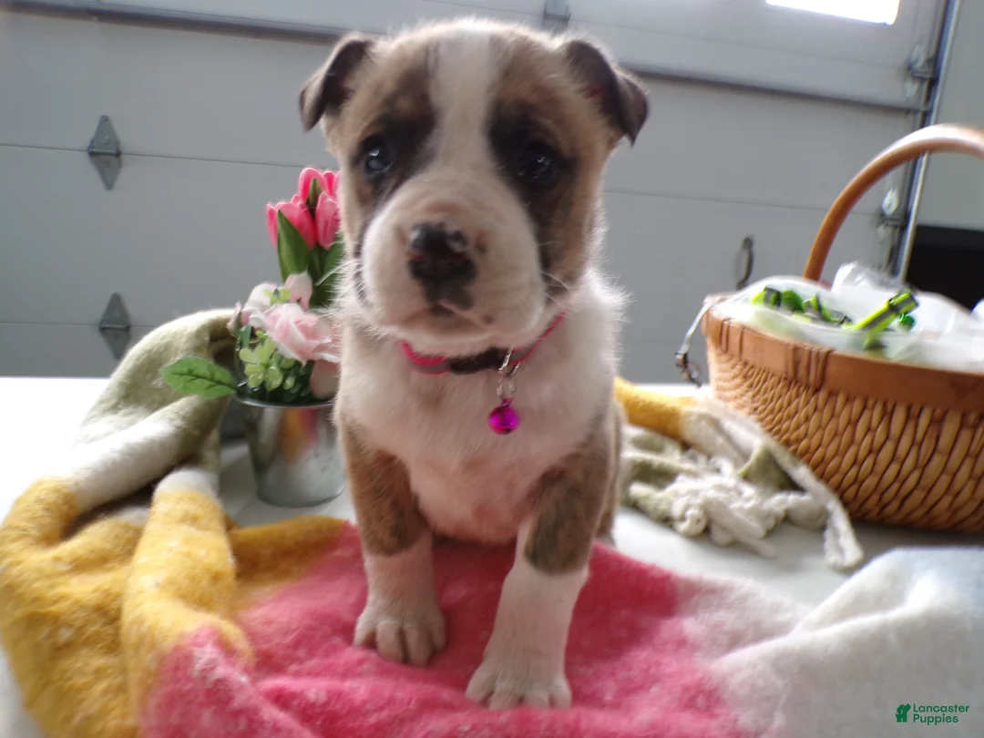 Boxer dogs for sale: Boxer Puppy 4 Bo - Ad 4