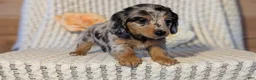 Miniature Dachshund dogs for sale: Lyla - Ad 5