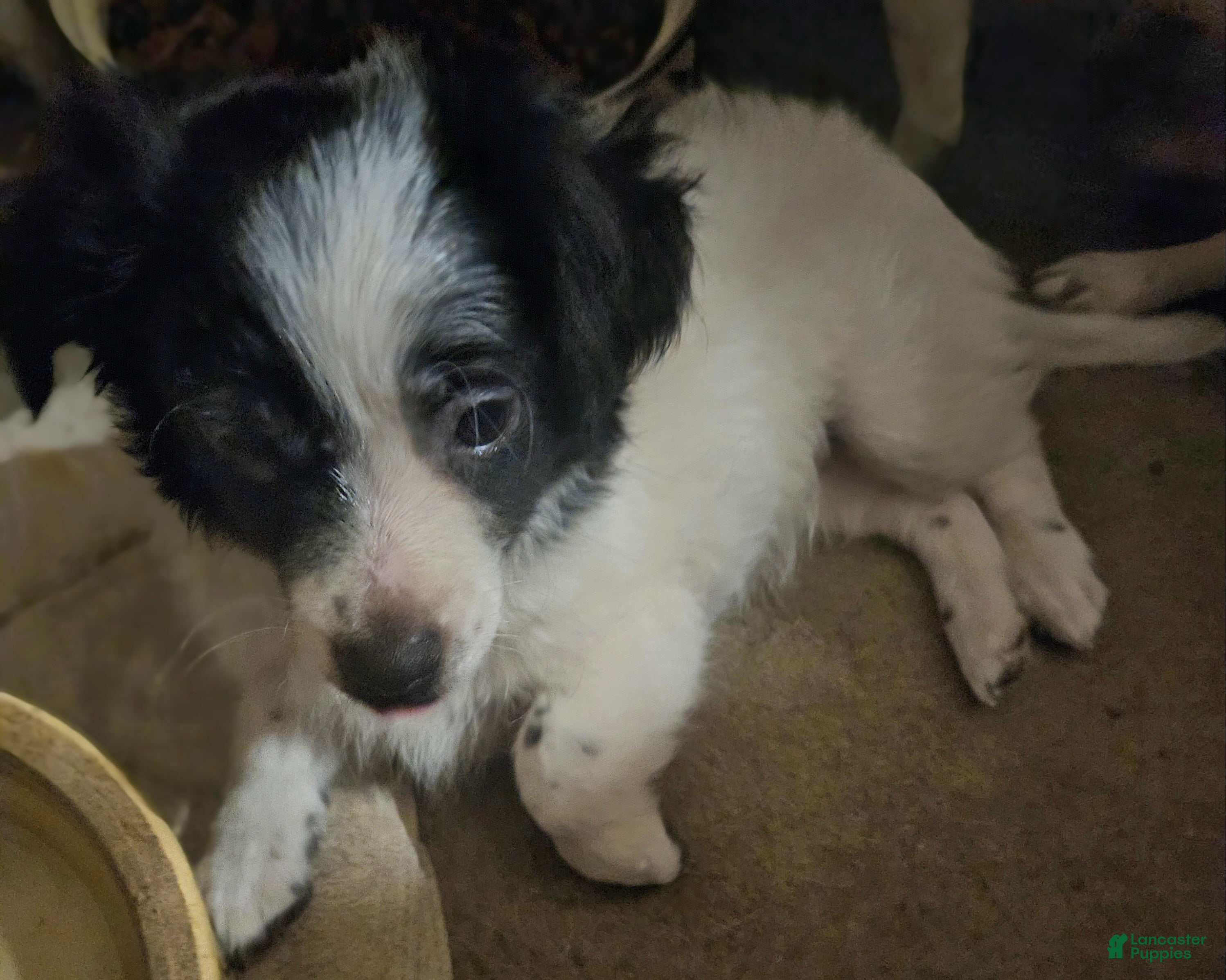 Chihuahua dogs Oscar - Ad 15