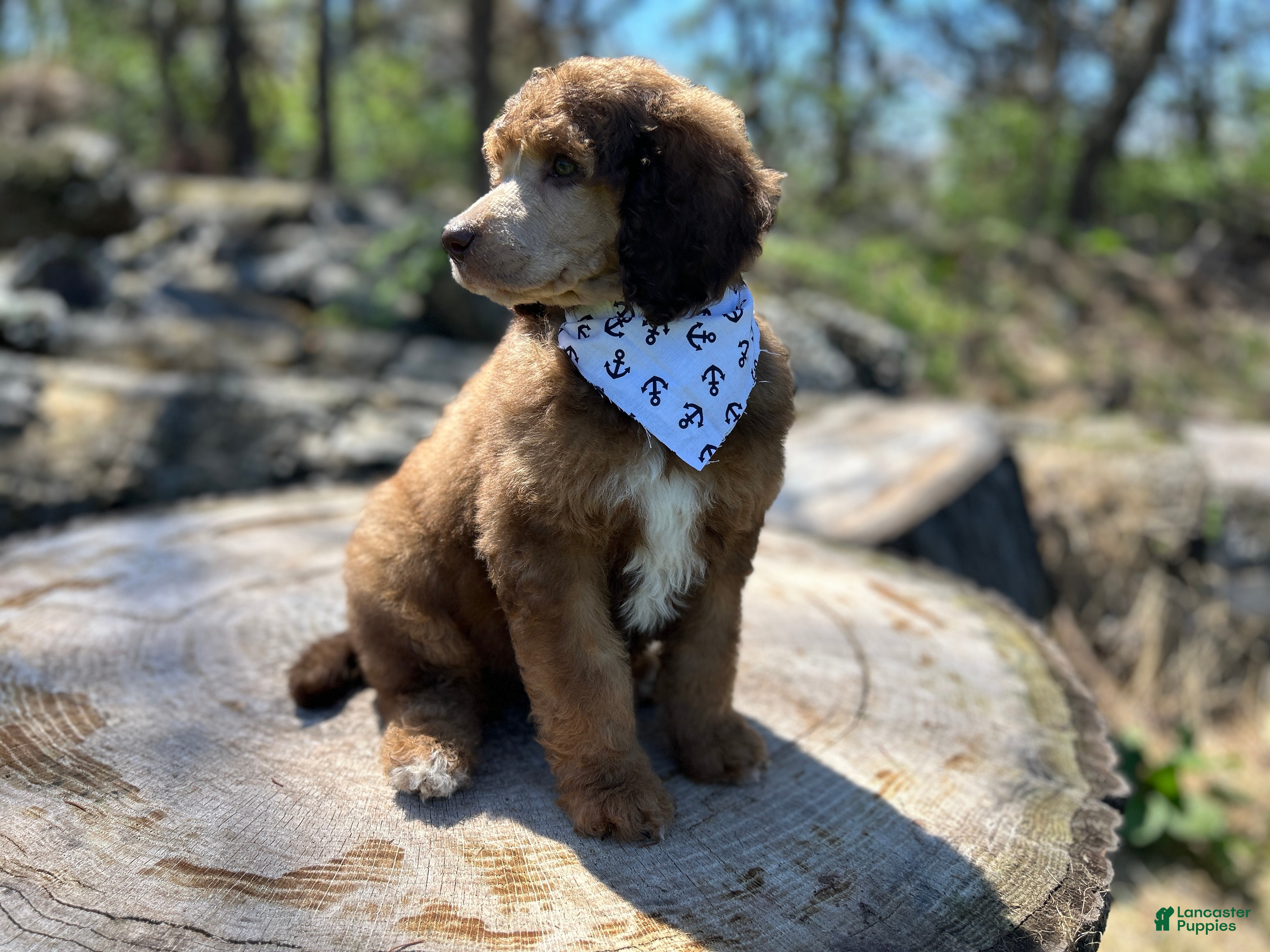 Standard Poodle dogs ⚓️Sailor-DNA Clear🐩 - Ad 1