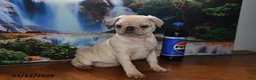 Pug dogs for sale: Sweetheart - Ad 4
