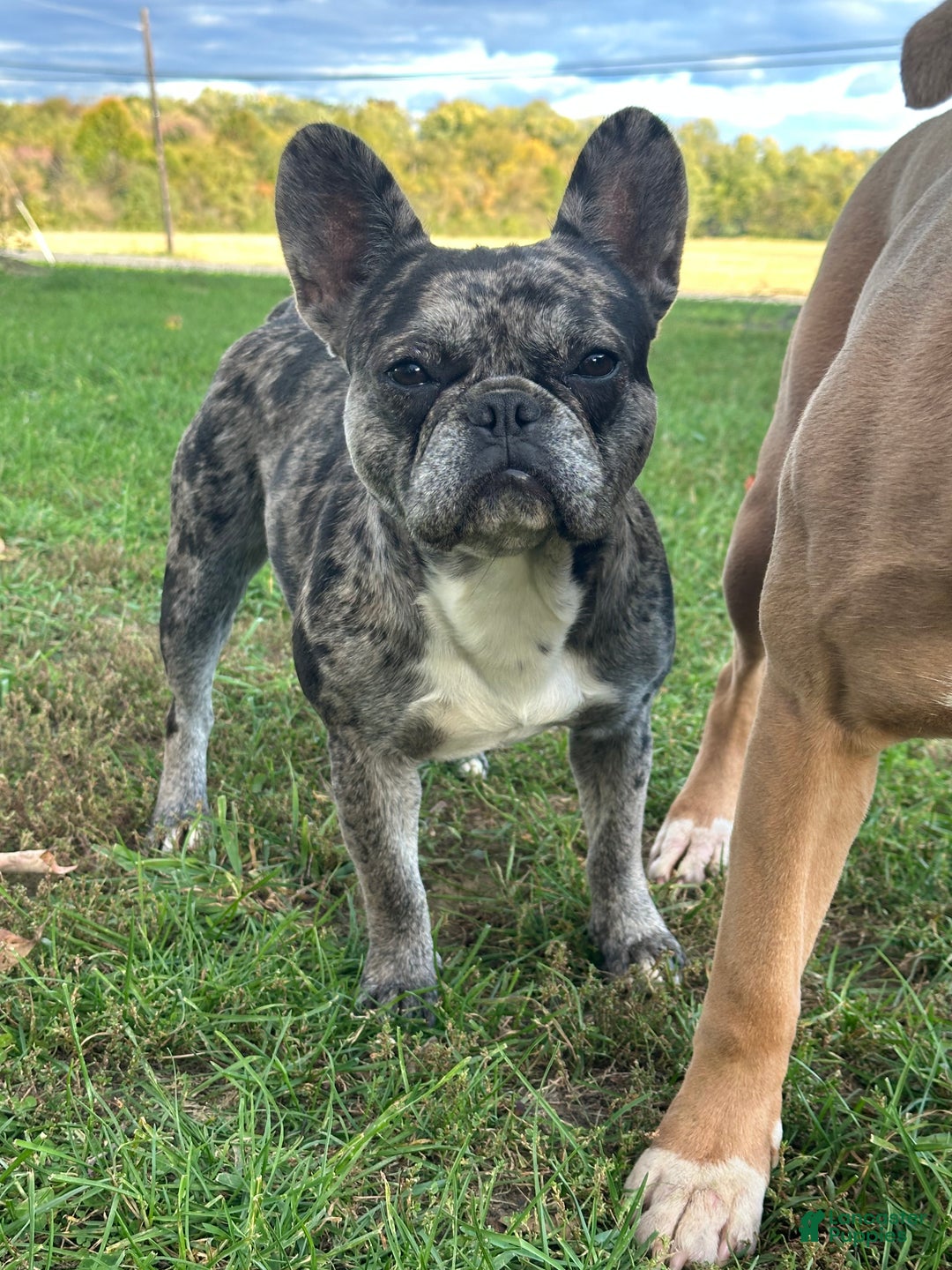 Isabella Merle Isabella French Long Haired Blue French Bulldog