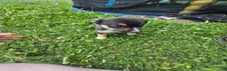 Mixed Breed dogs for sale: Mj - Ad 13