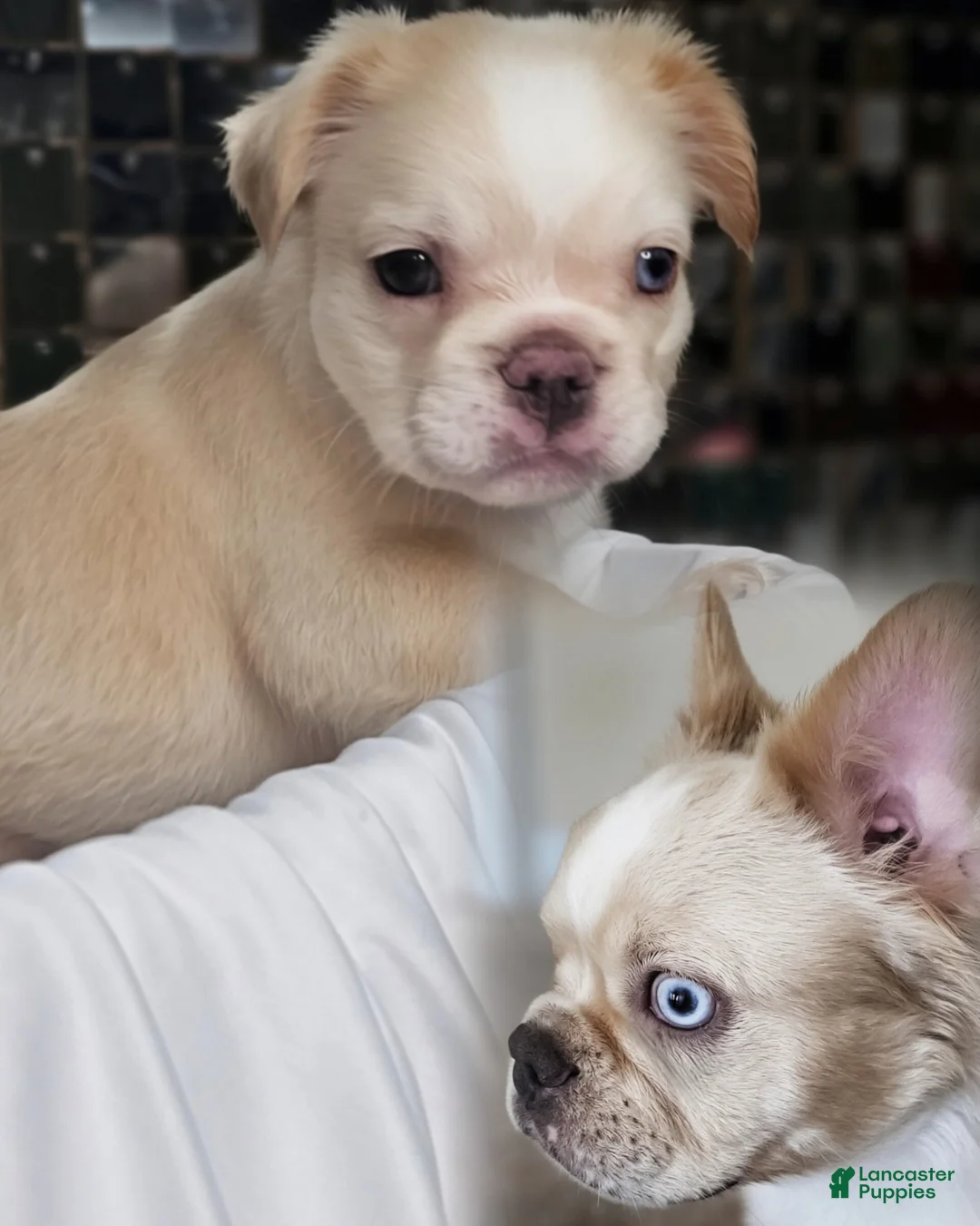 French Bulldog dogs for sale: French Bulldog Puppy 1 - Ad 1