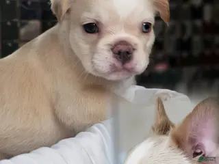 French Bulldog dogs for sale: Mezcal, female fluffy - Ad 2