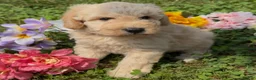 Mini Goldendoodle dogs for sale: Cinnamon  - Ad 4